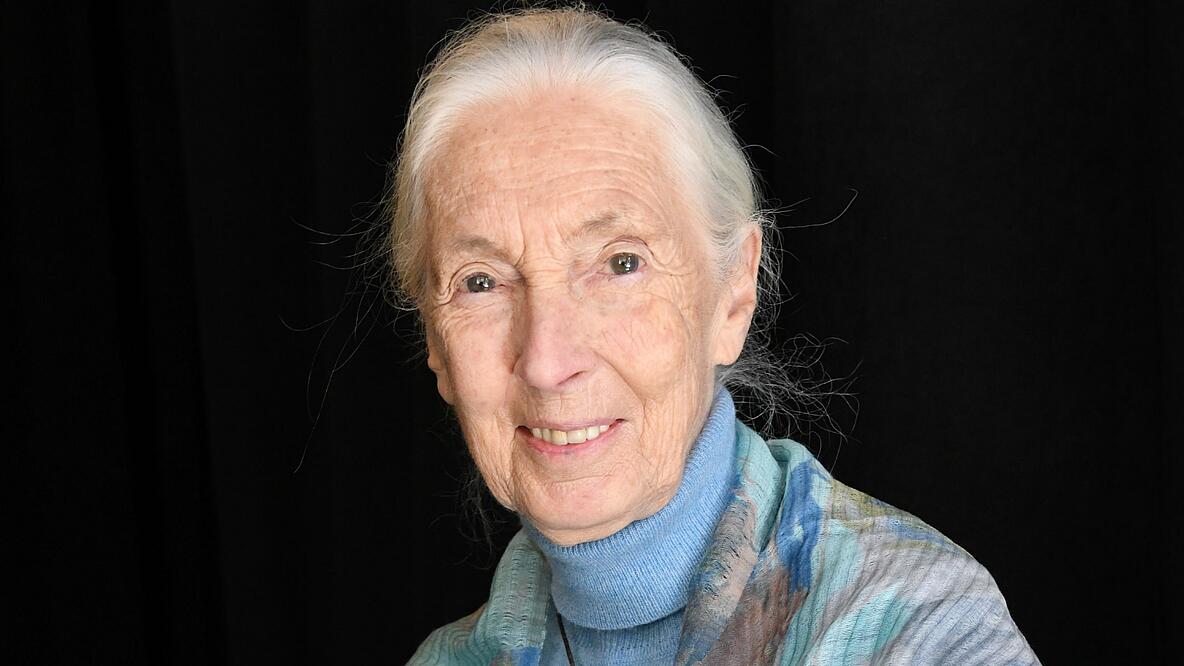 A portrait of Jane Goodall. She has tied back her gray hair. She holds a plush chimpanzee in her hand and smiles at the camera.