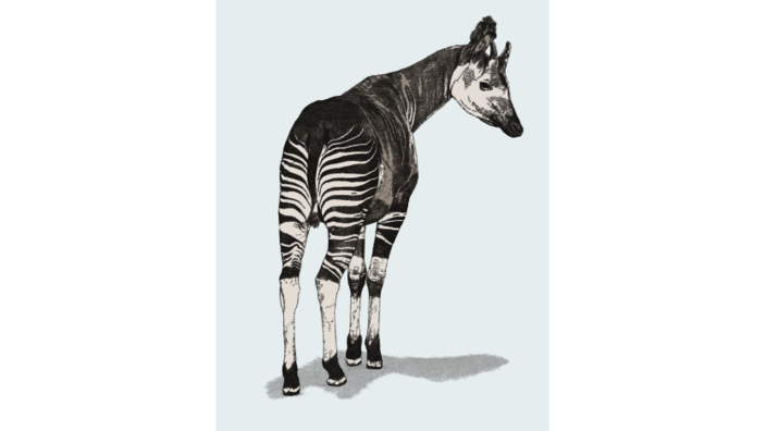 An illustration of an okapi from the back.