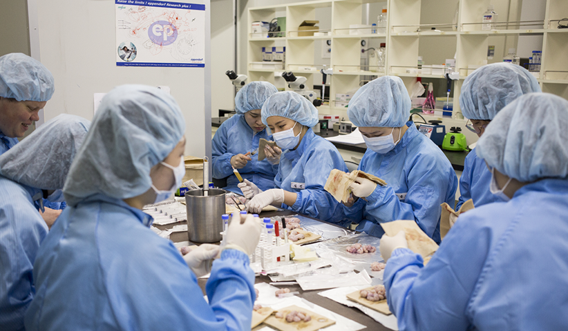 Forscher der Firma Sooam Biotech in Seoul entnehmen Eizellen, um Schweine zu klonen