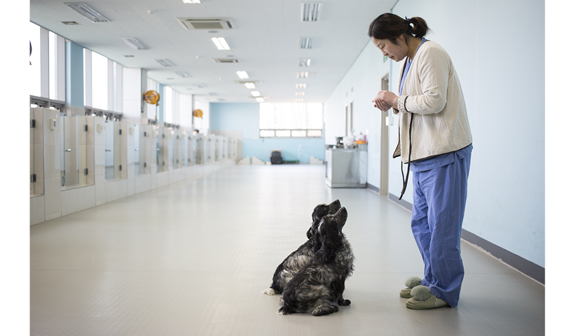 Zwei geklonte Hunde von Sooam Biotech. Für 100.000 US-Dollar können Hundebesitzer einen Klon ihres Tieres bestellen