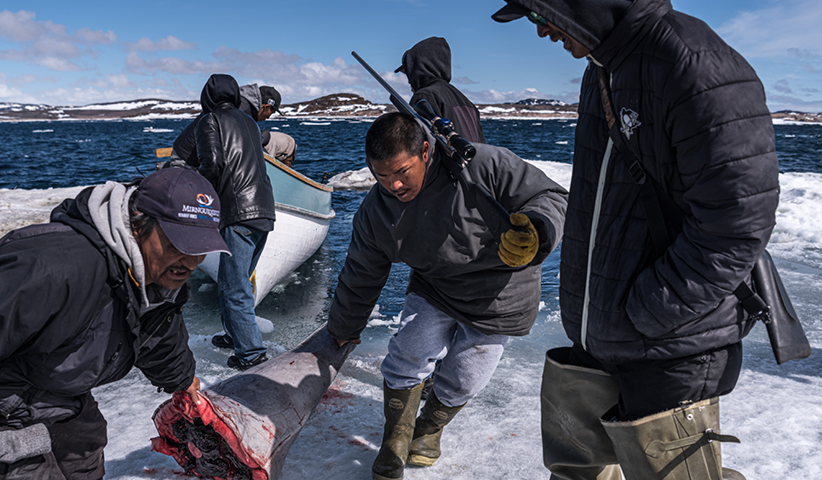 In der Nähe der Inuit-Siedlung Cape Dorset im Nordosten Kanadas kehren Männer von der Waljagd zurück